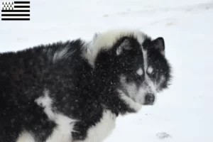 Read more about the article Canadian Eskimo Dog Breeder and Puppies in Brittany