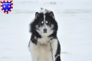 Read more about the article Canadian Eskimo Dog breeder and puppies in Centre-Val de Loire