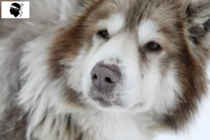 Read more about the article Canadian Eskimo Dog Breeder and Puppies in Corsica