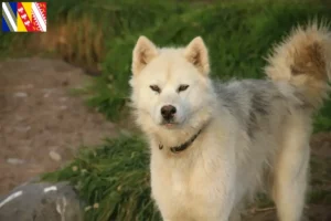 Read more about the article Canadian Eskimo Dog Breeder and Puppies in Grand Est