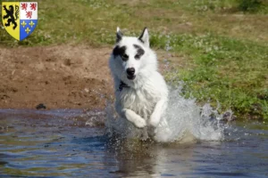 Read more about the article Canadian Eskimo Dog Breeder and Puppies in Hauts-de-France