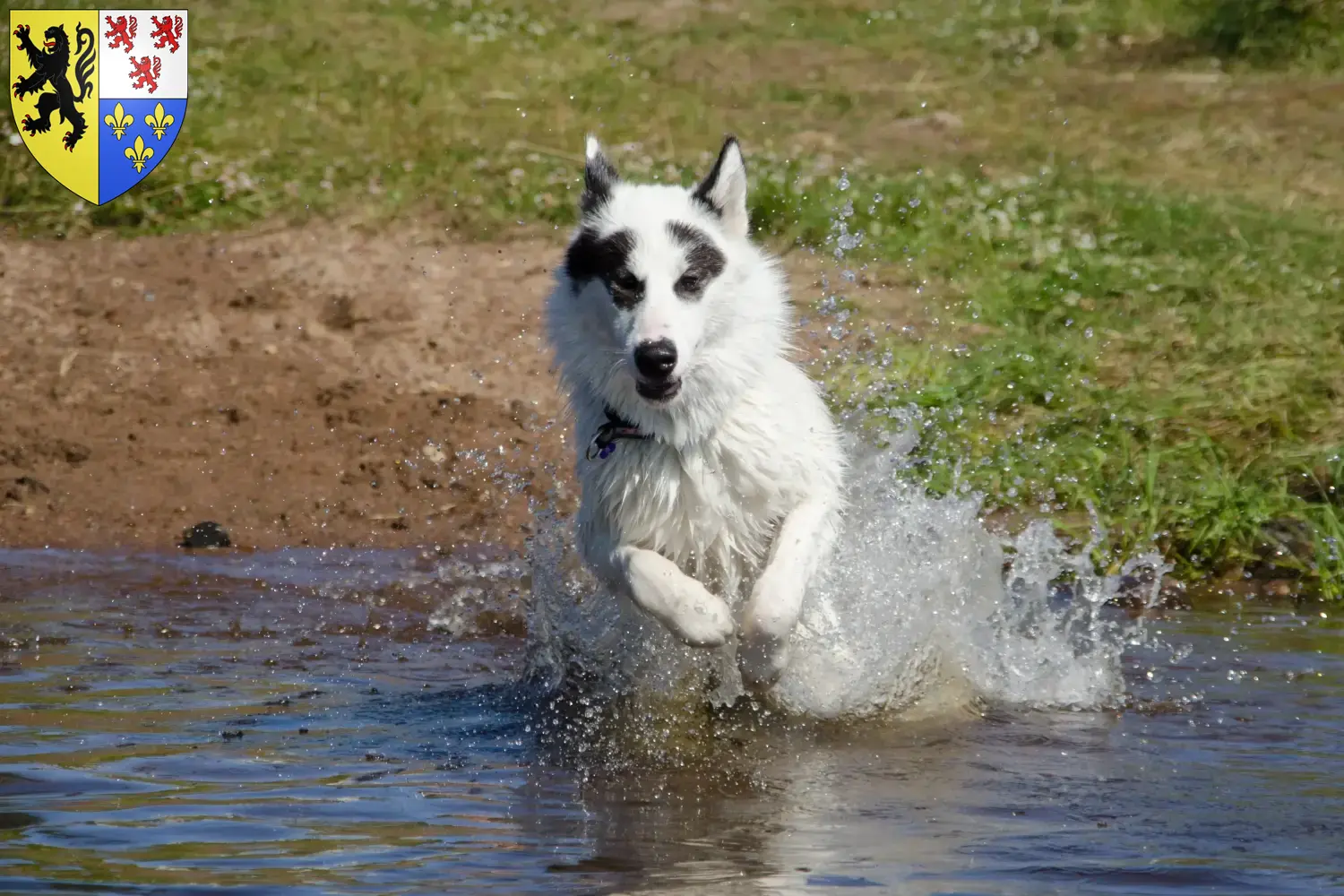 Read more about the article Canadian Eskimo Dog Breeder and Puppies in Hauts-de-France