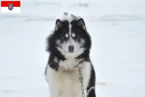 Read more about the article Canadian Eskimo Dog Breeder and Puppies in Hessen