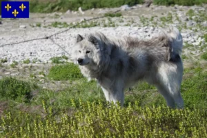 Read more about the article Canadian Eskimo Dog Breeder and Puppies in Île-de-France