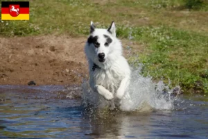 Read more about the article Canadian Eskimo Dog Breeder and Puppies in Lower Saxony