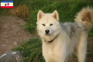 Read more about the article Canadian Eskimo Dog Breeder and Puppies in Mecklenburg-Vorpommern