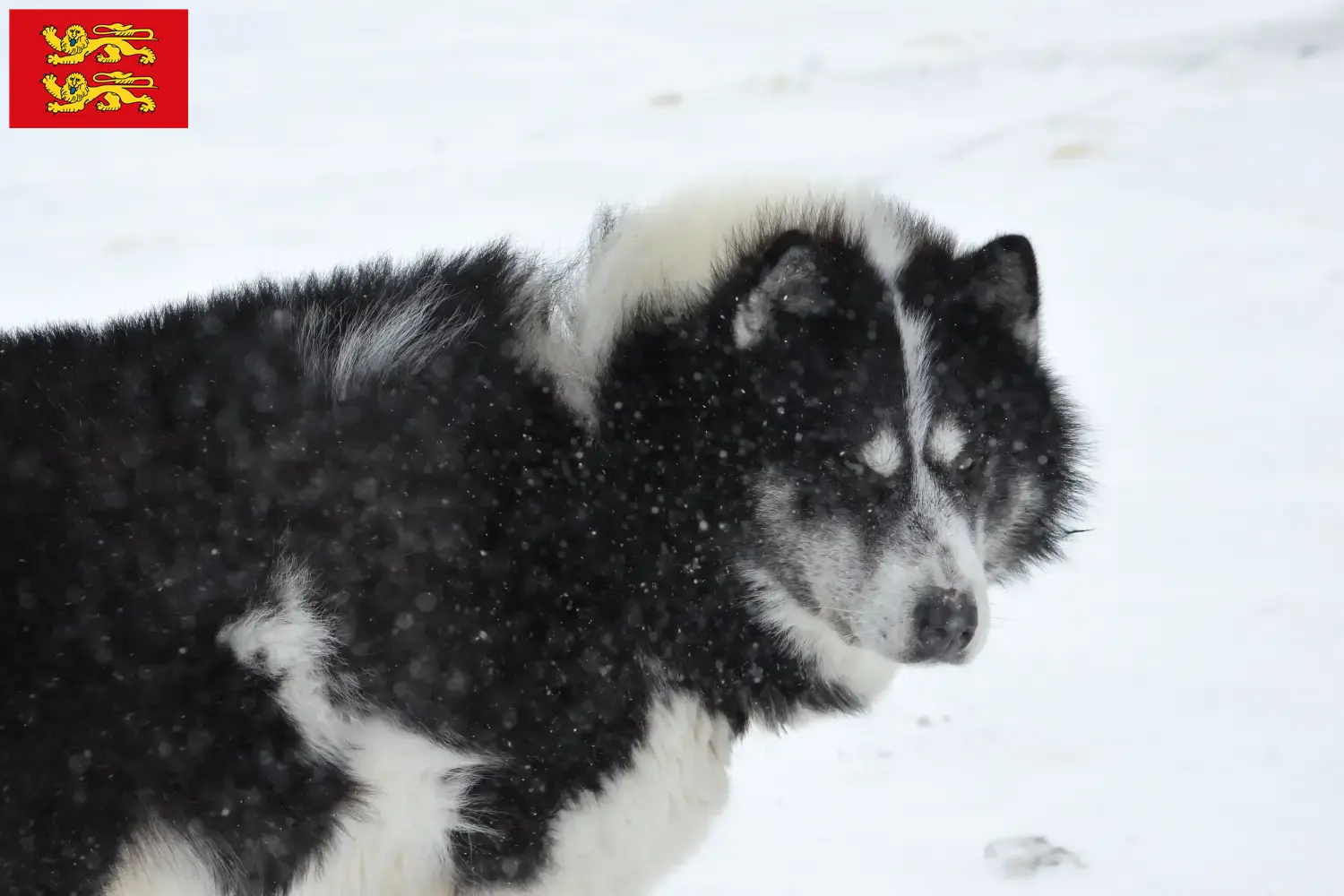 Read more about the article Canadian Eskimo Dog Breeder and Puppies in Normandy