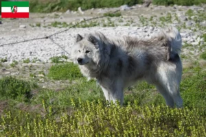 Read more about the article Canadian Eskimo Dog Breeder and Puppies in North Rhine-Westphalia