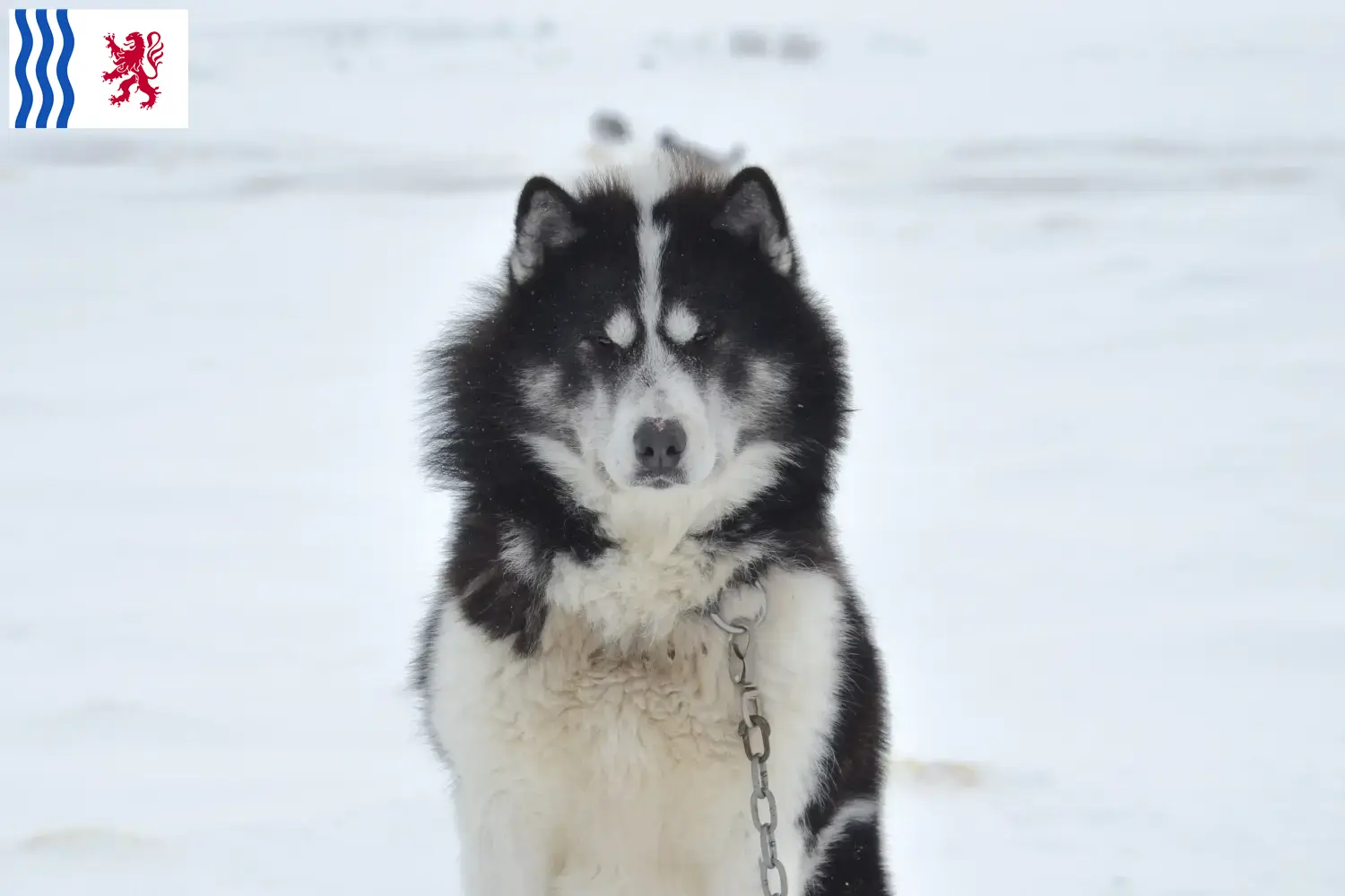 Read more about the article Canadian Eskimo Dog Breeder and Puppies in Nouvelle-Aquitaine