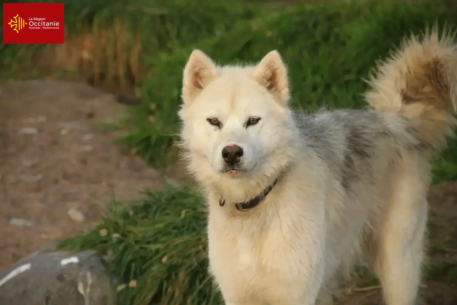 Read more about the article Canadian Eskimo Dog Breeder and Puppies in Occitania