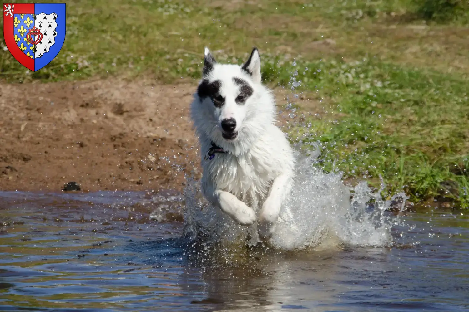 Read more about the article Canadian Eskimo Dog Breeder and Puppies in Pays de la Loire