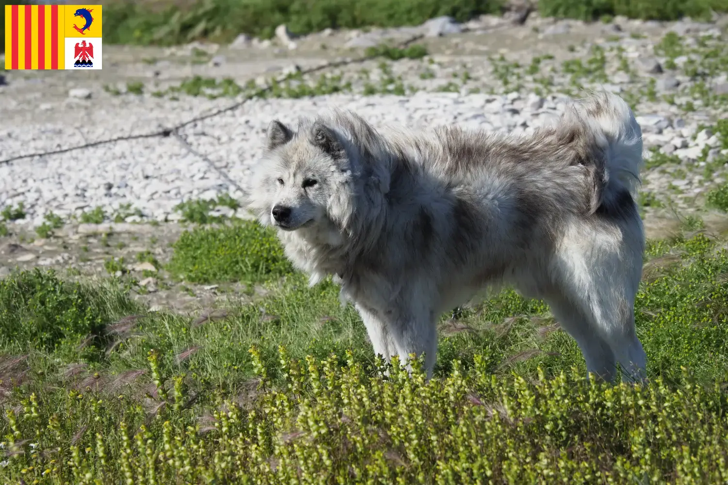 Read more about the article Canadian Eskimo Dog Breeder and Puppies in Provence-Alpes-Côte d’Azur