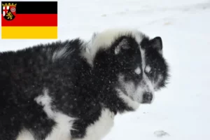 Read more about the article Canadian Eskimo Dog Breeder and Puppies in Rhineland-Palatinate