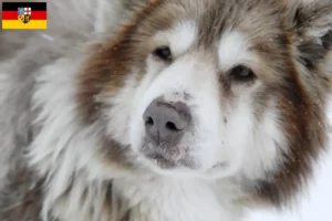 Read more about the article Canadian Eskimo Dog Breeder and Puppies in Saarland