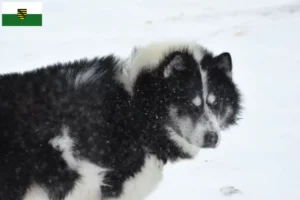 Read more about the article Canadian Eskimo Dog Breeder and Puppies in Saxony