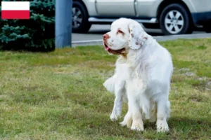 Read more about the article Clumber Spaniel breeders and puppies in Poland