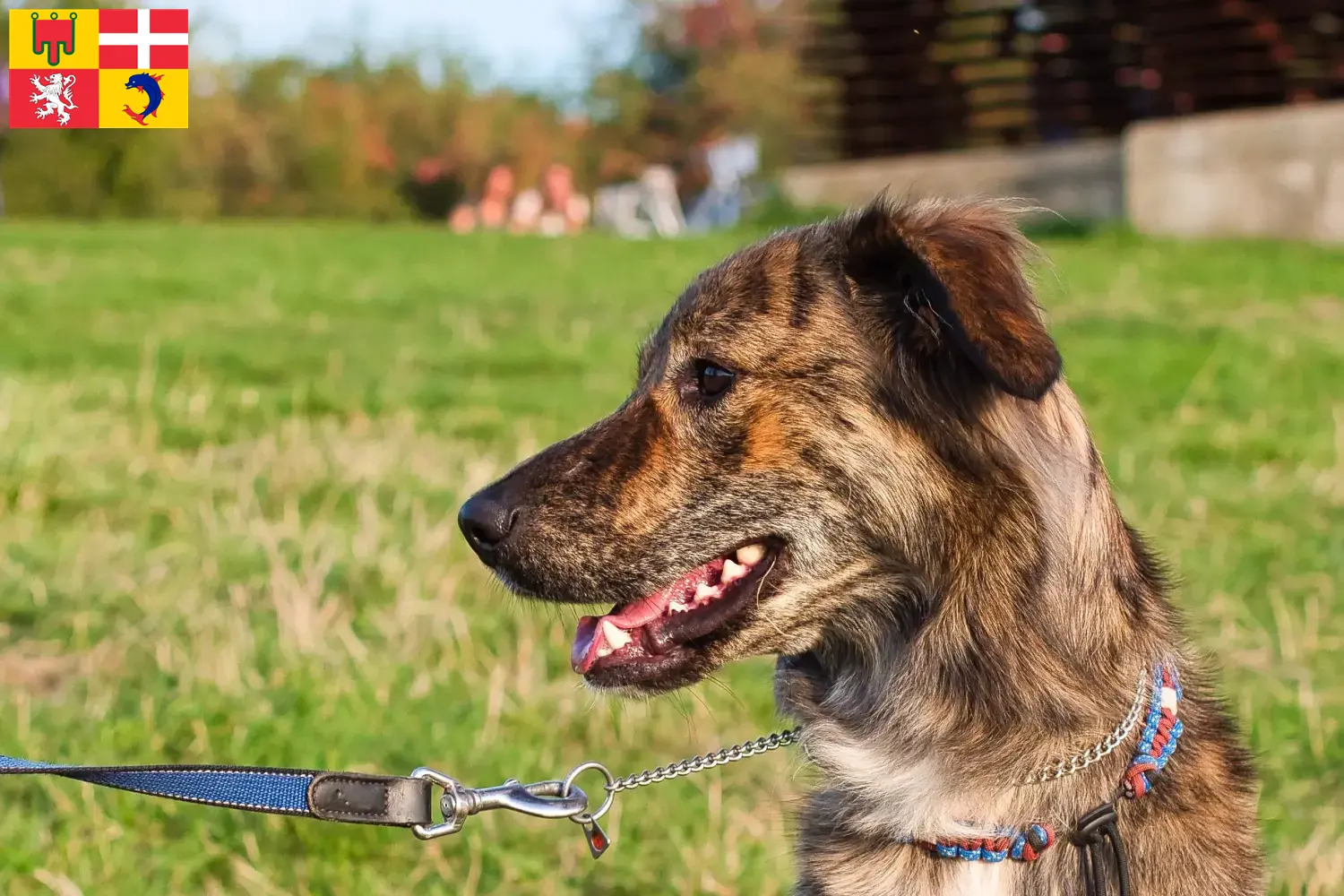 Read more about the article Cursinu breeders and puppies in Auvergne-Rhône-Alpes