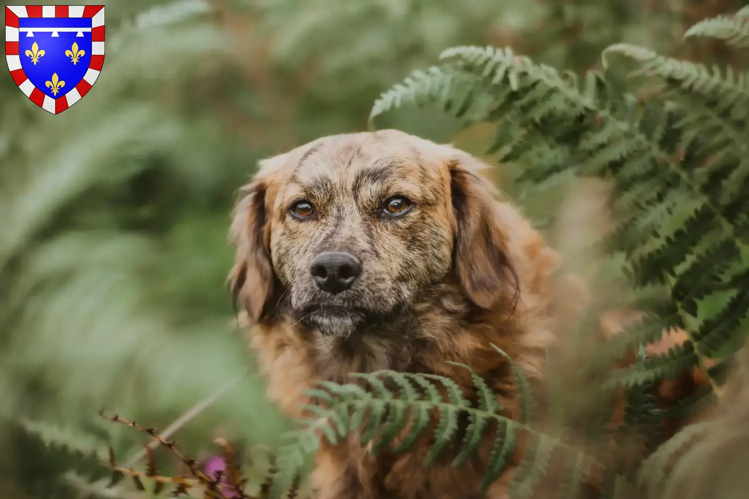 Read more about the article Cursinu breeders and puppies in Centre-Val de Loire