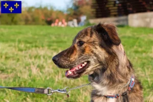 Read more about the article Cursinu breeders and puppies in Île-de-France