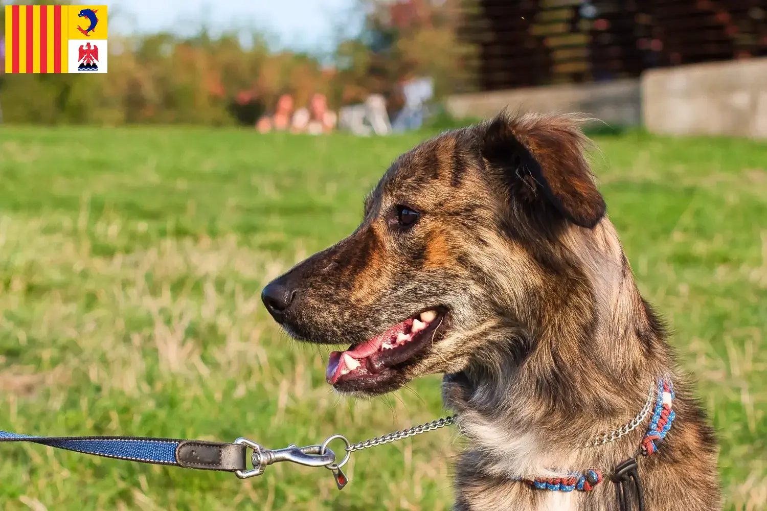 Read more about the article Cursinu breeders and puppies in Provence-Alpes-Côte d’Azur