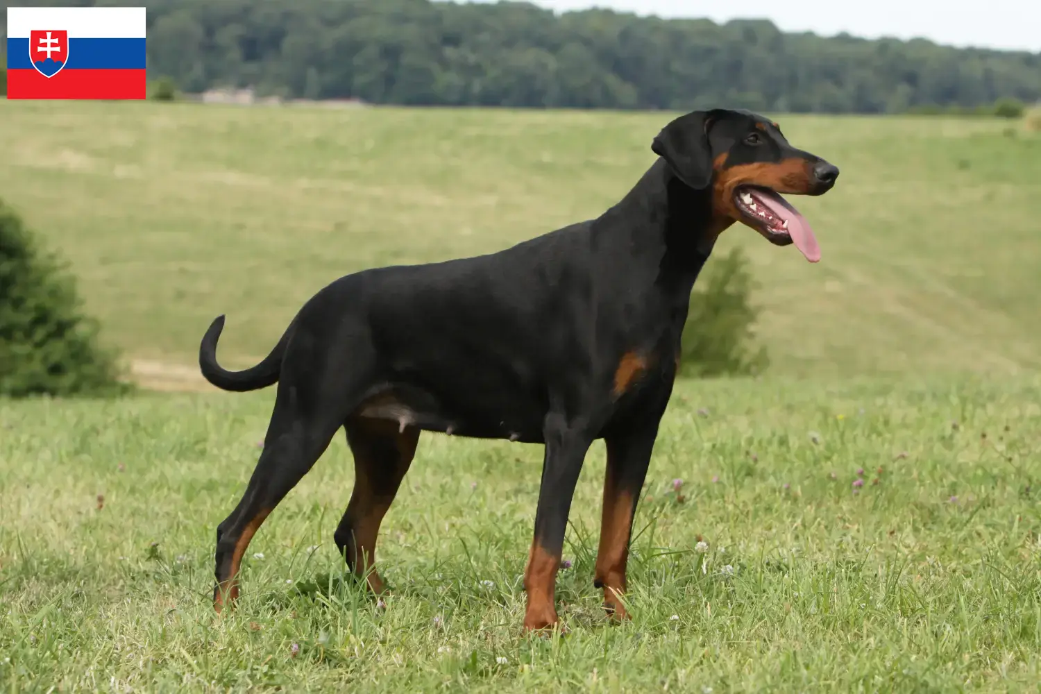 Read more about the article Doberman breeders and puppies in Slovakia