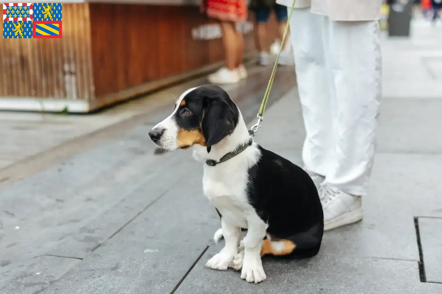 Read more about the article Drever breeders and puppies in Bourgogne-Franche-Comté