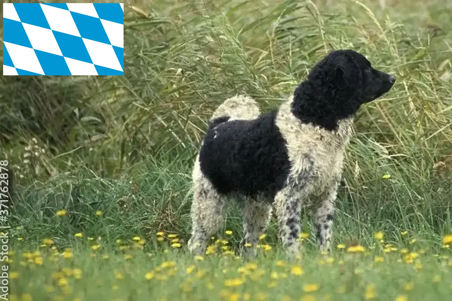 Read more about the article Frisian Water Dog breeders and puppies in Bavaria