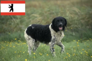 Read more about the article Frisian Water Dog breeder and puppies in Berlin