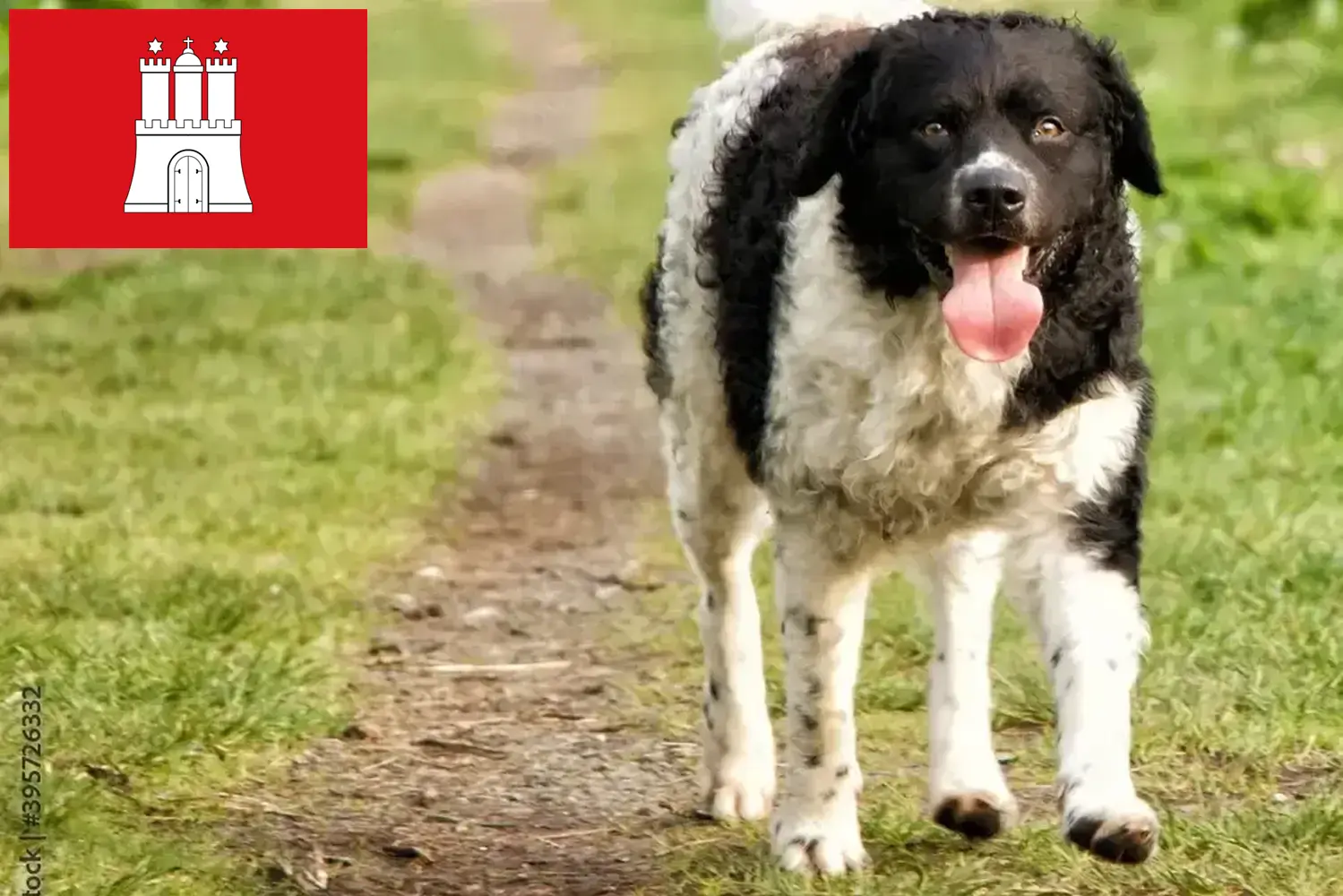 Read more about the article Frisian Water Dog breeders and puppies in Hamburg