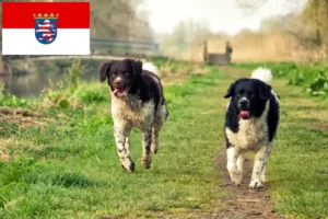 Read more about the article Frisian Water Dog breeders and puppies in Hesse