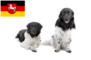 Read more about the article Frisian Water Dog breeders and puppies in Lower Saxony