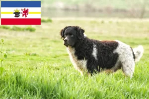 Read more about the article Frisian Water Dog breeders and puppies in Mecklenburg-Vorpommern