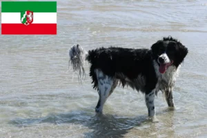 Read more about the article Frisian Water Dog breeders and puppies in North Rhine-Westphalia