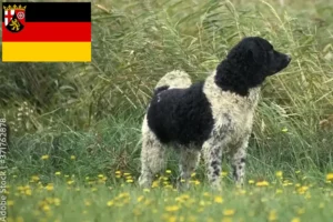 Read more about the article Frisian Water Dog breeders and puppies in Rhineland-Palatinate