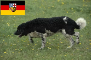 Read more about the article Frisian Water Dog breeders and puppies in Saarland