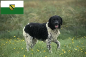 Read more about the article Frisian Water Dog breeders and puppies in Saxony