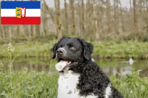 Read more about the article Frisian Water Dog breeders and puppies in Schleswig-Holstein