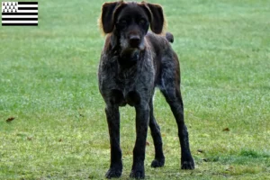 Read more about the article German Stichelhaar breeders and puppies in Brittany