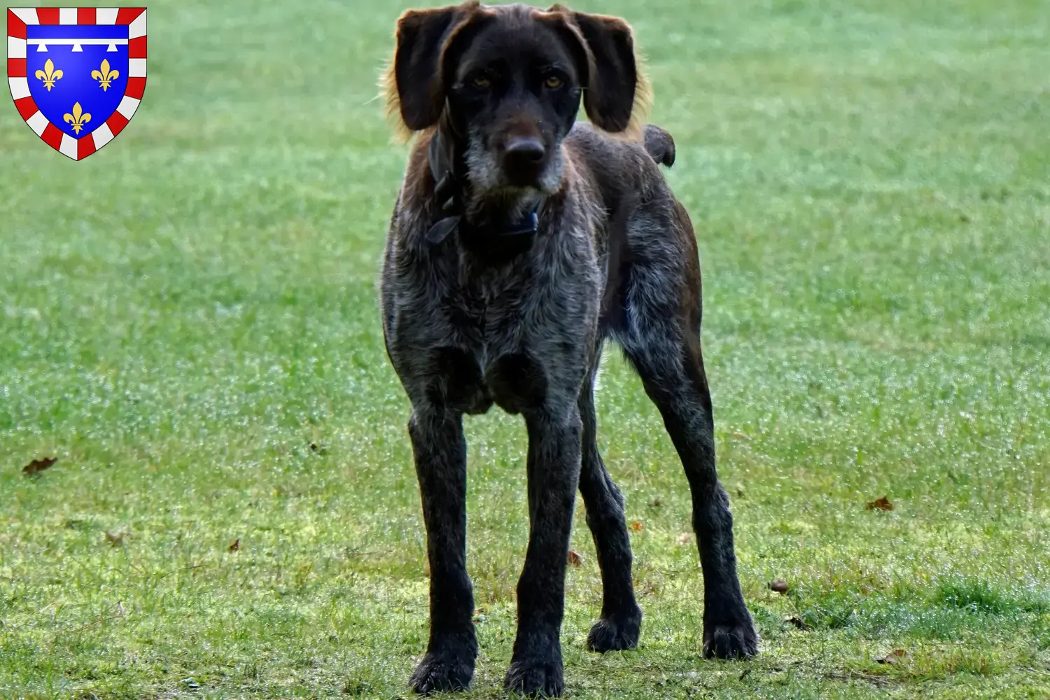 Read more about the article German Stichelhaar breeders and puppies in Centre-Val de Loire