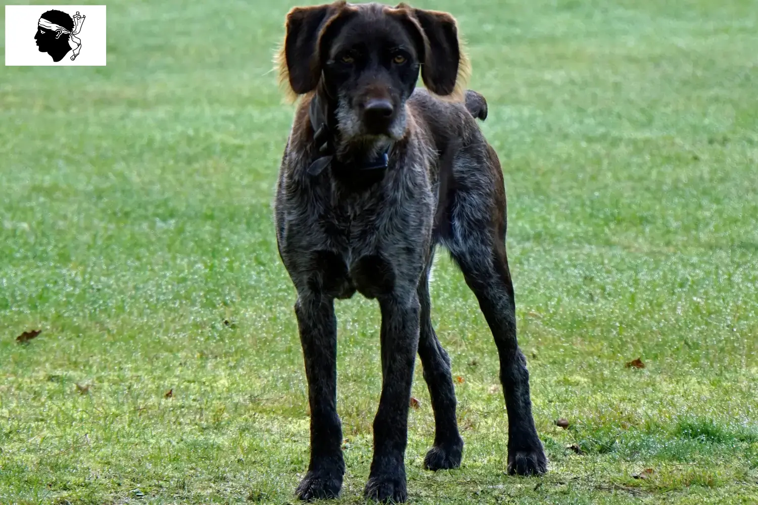 Read more about the article German Stichelhaar breeders and puppies in Corsica