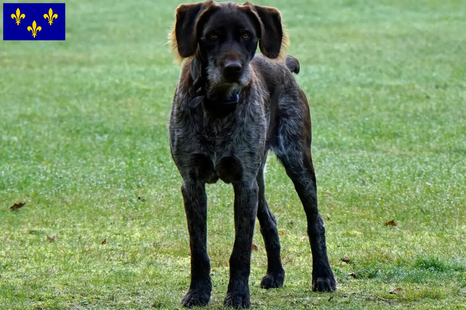 Read more about the article German Stichelhaar breeders and puppies in Île-de-France