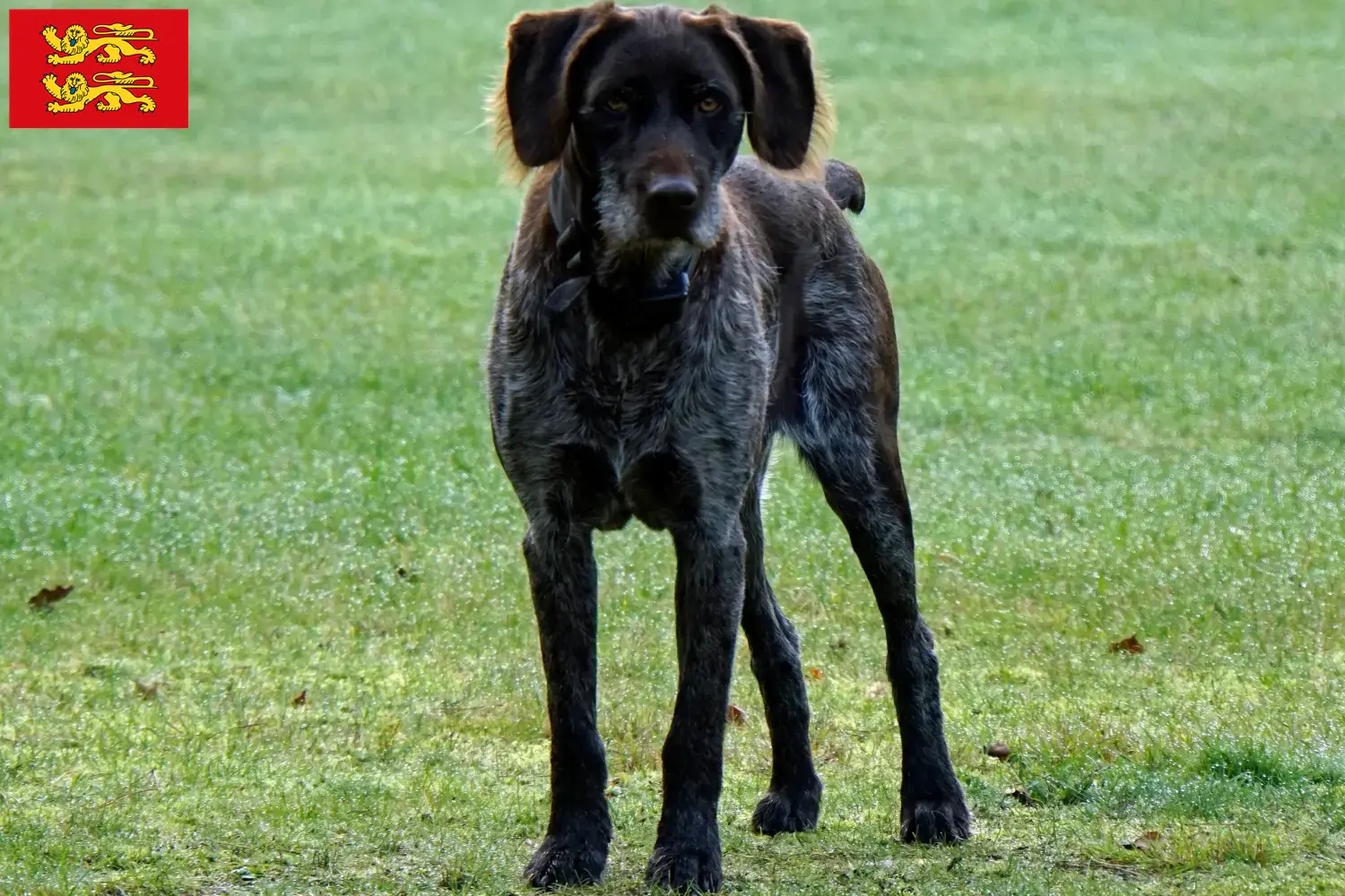 Read more about the article German Stichelhaar breeders and puppies in Normandy