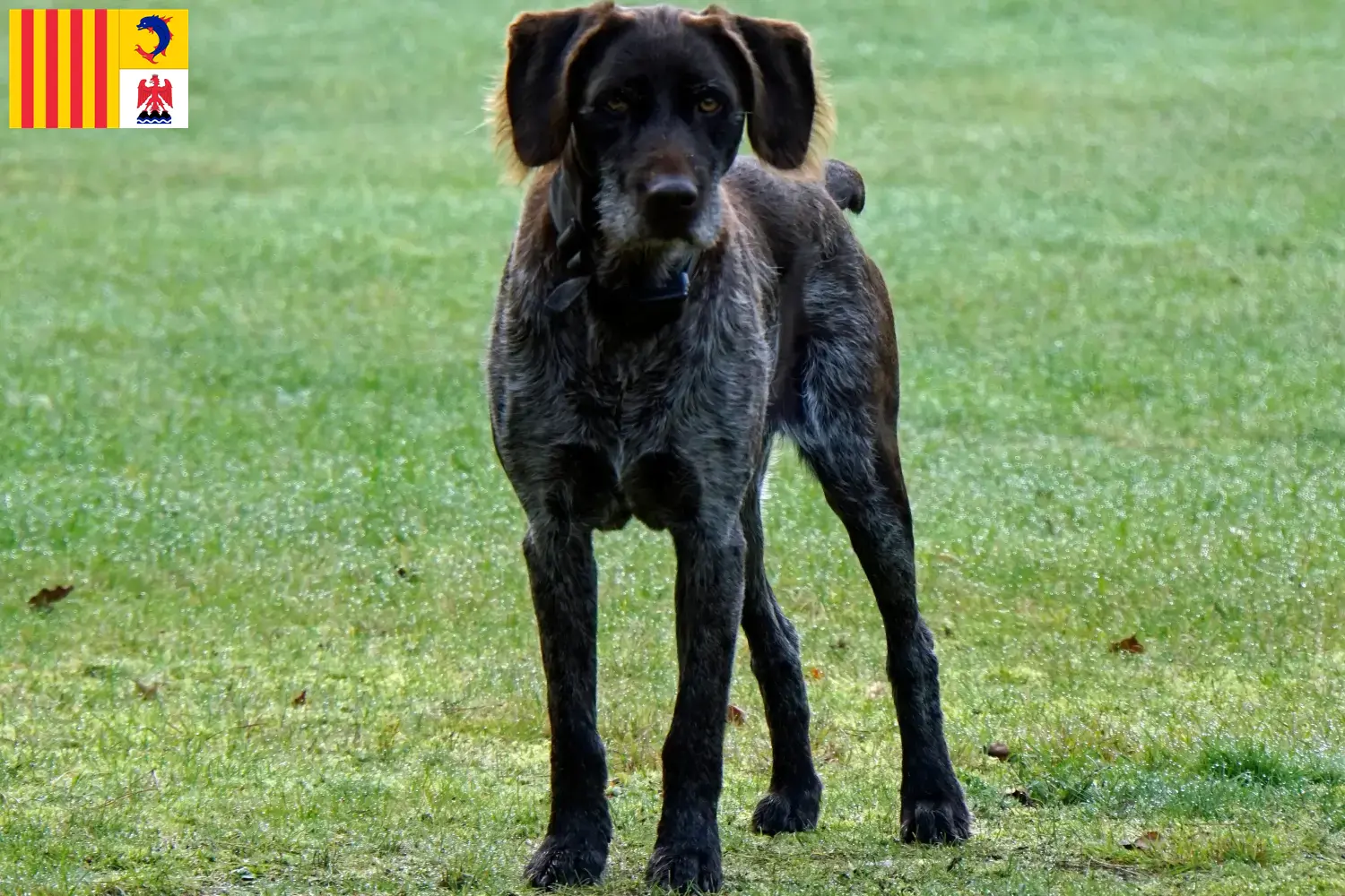 Read more about the article German Stichelhaar breeders and puppies in Provence-Alpes-Côte d’Azur