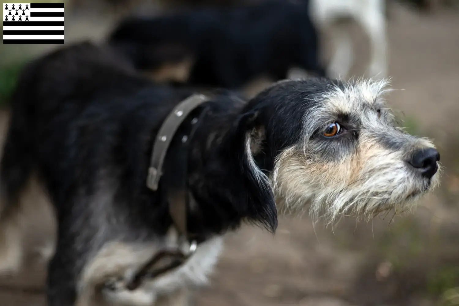 Read more about the article Griffon Nivernais breeders and puppies in Brittany