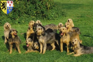 Read more about the article Griffon Nivernais breeders and puppies in Hauts-de-France