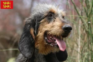 Read more about the article Griffon Nivernais breeders and puppies in Normandy