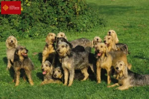 Read more about the article Griffon Nivernais breeders and puppies in Occitania