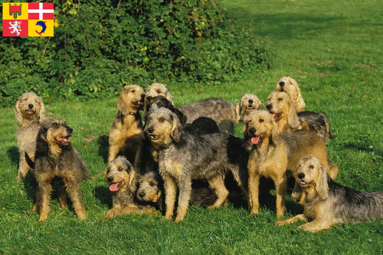 Read more about the article Griffon Nivernais breeders and puppies in Auvergne-Rhône-Alpes