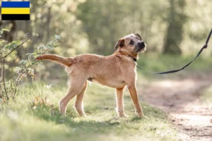 Read more about the article Hollandse Smoushond breeders and puppies in Gelderland