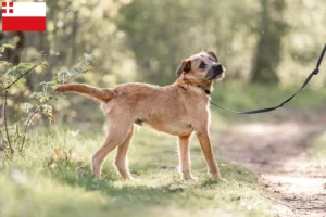 Read more about the article Hollandse Smoushond breeders and puppies in Utrecht